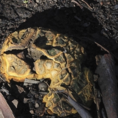 Scleroderma sp. (Scleroderma) at Bruce, ACT - 5 May 2020 by Alison Milton