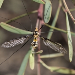 Leptotarsus (Leptotarsus) clavatus (A crane fly) at Bruce Ridge to Gossan Hill - 5 May 2020 by AlisonMilton
