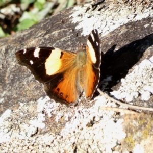 Vanessa itea at Deakin, ACT - 6 May 2020 04:15 PM