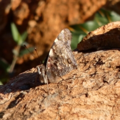 Vanessa itea at Deakin, ACT - 6 May 2020 04:15 PM