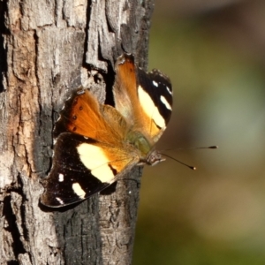 Vanessa itea at Deakin, ACT - 6 May 2020 04:15 PM