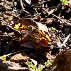 Vanessa kershawi (Australian Painted Lady) at Deakin, ACT - 6 May 2020 by TomT