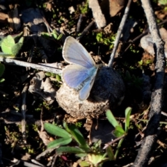 Zizina otis (Common Grass-Blue) at Deakin, ACT - 6 May 2020 by TomT