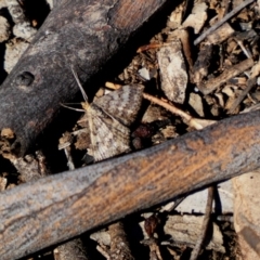 Scopula rubraria (Reddish Wave, Plantain Moth) at Deakin, ACT - 6 May 2020 by TomT