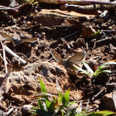 Zizina otis (Common Grass-Blue) at Deakin, ACT - 6 May 2020 by TomT