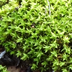 Barbula sp. at Campbell Park Woodland - 3 May 2020 by JanetRussell