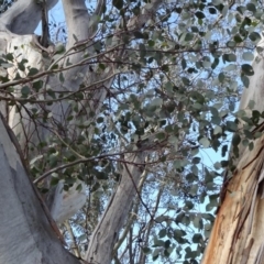 Eucalyptus blakelyi (Blakely's Red Gum) at Majura, ACT - 3 May 2020 by JanetRussell