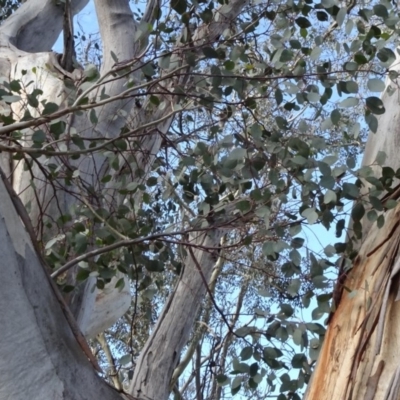 Eucalyptus blakelyi (Blakely's Red Gum) at Campbell Park Woodland - 3 May 2020 by JanetRussell