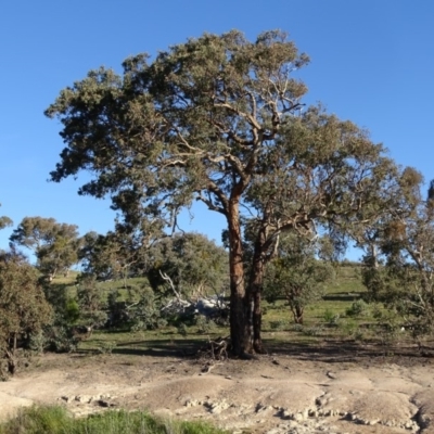 Eucalyptus polyanthemos (Red Box) at Wanniassa Hill - 6 May 2020 by Mike
