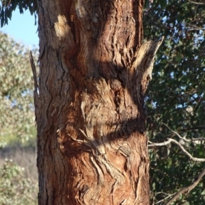 Eucalyptus polyanthemos at Wanniassa Hill - 6 May 2020