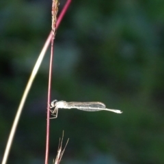 Austrolestes aridus (Inland Ringtail) at Fadden, ACT - 6 May 2020 by Mike