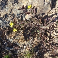 Goodenia hederacea (Ivy Goodenia) at Wanniassa Hill - 6 May 2020 by Mike