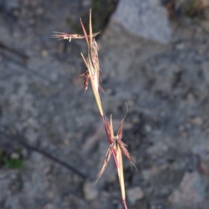 Cymbopogon refractus at Tuggeranong DC, ACT - 6 May 2020