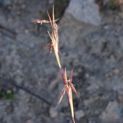 Cymbopogon refractus (Barbed-wire Grass) at Wanniassa Hill - 6 May 2020 by Mike