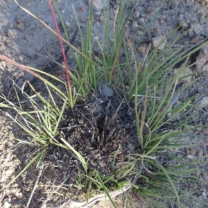 Cymbopogon refractus at Tuggeranong DC, ACT - 6 May 2020