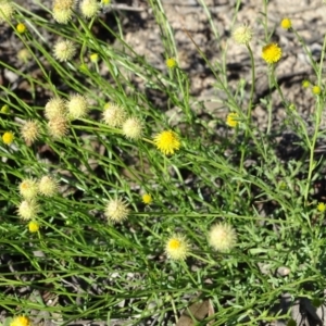 Calotis lappulacea at Tuggeranong DC, ACT - 6 May 2020