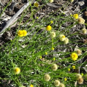 Calotis lappulacea at Tuggeranong DC, ACT - 6 May 2020