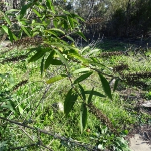 Buddleja davidii at Tuggeranong DC, ACT - 6 May 2020