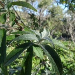 Buddleja davidii at Tuggeranong DC, ACT - 6 May 2020