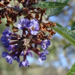 Buddleja davidii at Tuggeranong DC, ACT - 6 May 2020