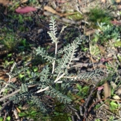 Indigofera adesmiifolia (Tick Indigo) at Wanniassa Hill - 6 May 2020 by Mike