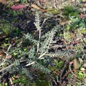 Indigofera adesmiifolia at Jerrabomberra, ACT - 6 May 2020