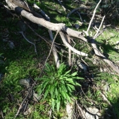 Cynoglossum australe at Isaacs Ridge - 5 May 2020