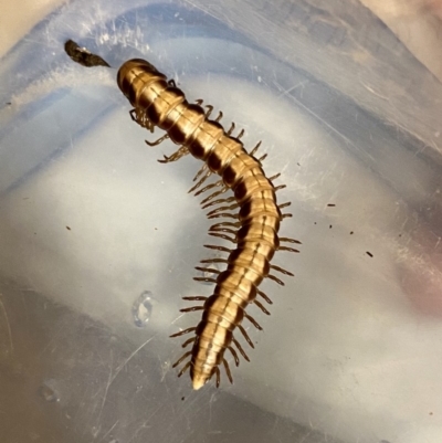 Diplopoda (class) (Unidentified millipede) at O'Connor, ACT - 6 May 2020 by AndrewCB