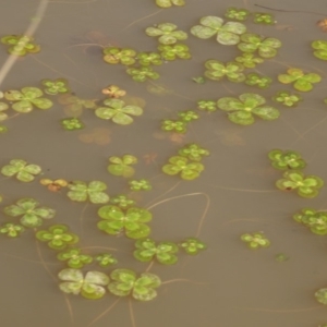 Marsilea mutica at Molonglo Valley, ACT - 6 May 2020