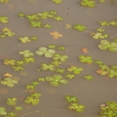 Marsilea mutica at Molonglo Valley, ACT - suppressed