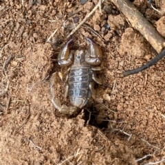 Urodacus manicatus (Black Rock Scorpion) at Woodstock Nature Reserve - 2 May 2020 by AndrewCB