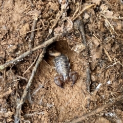 Urodacus manicatus at Dunlop, ACT - 2 May 2020