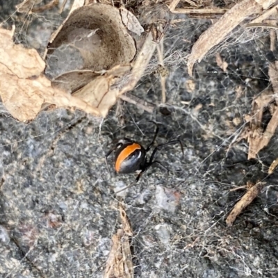 Latrodectus hasselti (Redback Spider) at Woodstock Nature Reserve - 2 May 2020 by AndrewCB