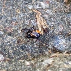 Latrodectus hasselti at Dunlop, ACT - 2 May 2020