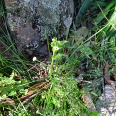 Hackelia suaveolens (Sweet Hounds Tongue) at Isaacs, ACT - 5 May 2020 by Mike