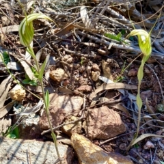 Diplodium ampliatum (Large Autumn Greenhood) at Hackett, ACT - 12 Apr 2020 by AndrewCB