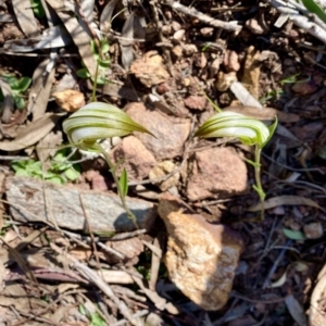 Diplodium ampliatum at Hackett, ACT - 12 Apr 2020