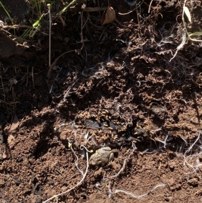 Uperoleia laevigata (Smooth Toadlet) at Hackett, ACT - 6 May 2020 by AndrewCB