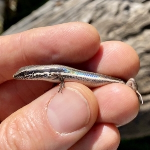 Morethia boulengeri at Hackett, ACT - 12 Apr 2020