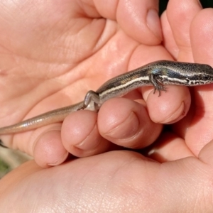 Morethia boulengeri at Hackett, ACT - 12 Apr 2020