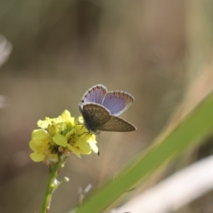 Zizina otis at Bonython, ACT - 6 May 2020 01:06 PM