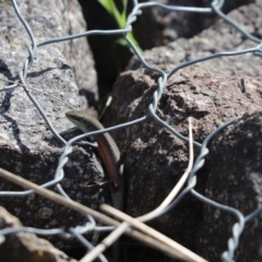 Carlia tetradactyla (Southern Rainbow Skink) at Bonython, ACT - 6 May 2020 by Tammy