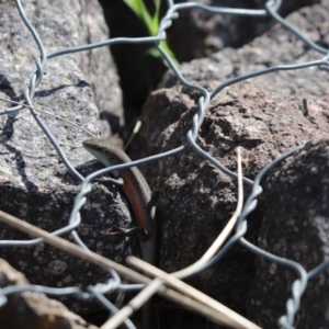 Carlia tetradactyla at Bonython, ACT - 6 May 2020