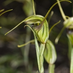 Diplodium laxum (Antelope greenhood) at The Pinnacle - 6 May 2020 by DerekC