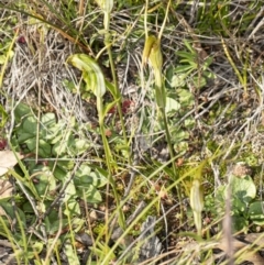 Diplodium laxum (Antelope greenhood) at The Pinnacle - 6 May 2020 by DerekC