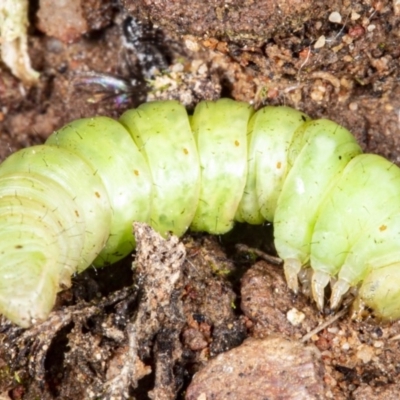 Unidentified Beetle (Coleoptera) at Hackett, ACT - 23 Apr 2020 by DerekC