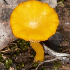 Lichenomphalia chromacea (Yellow Navel) at Hackett, ACT - 23 Apr 2020 by DerekC