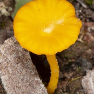 Lichenomphalia chromacea at Hackett, ACT - 23 Apr 2020