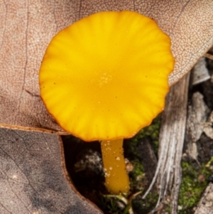 Lichenomphalia chromacea at Hackett, ACT - 23 Apr 2020