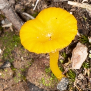 Lichenomphalia chromacea at Hackett, ACT - 23 Apr 2020